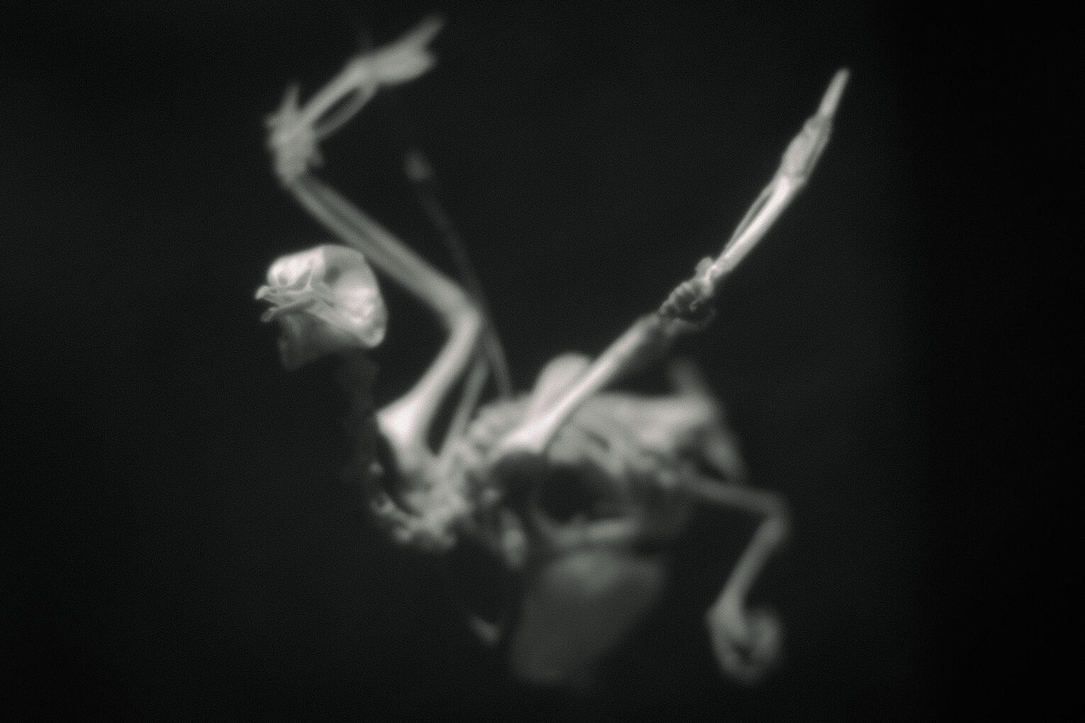 Blackbird, 2025 Canon T7