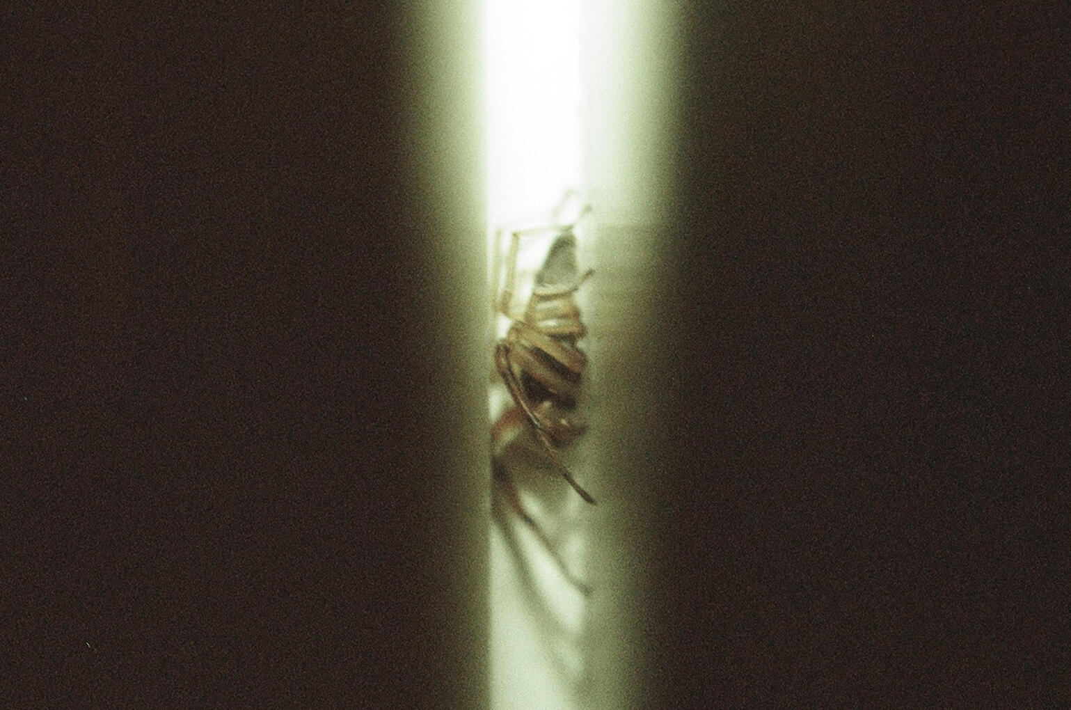 Close, 2023 Canon EOS Rebel