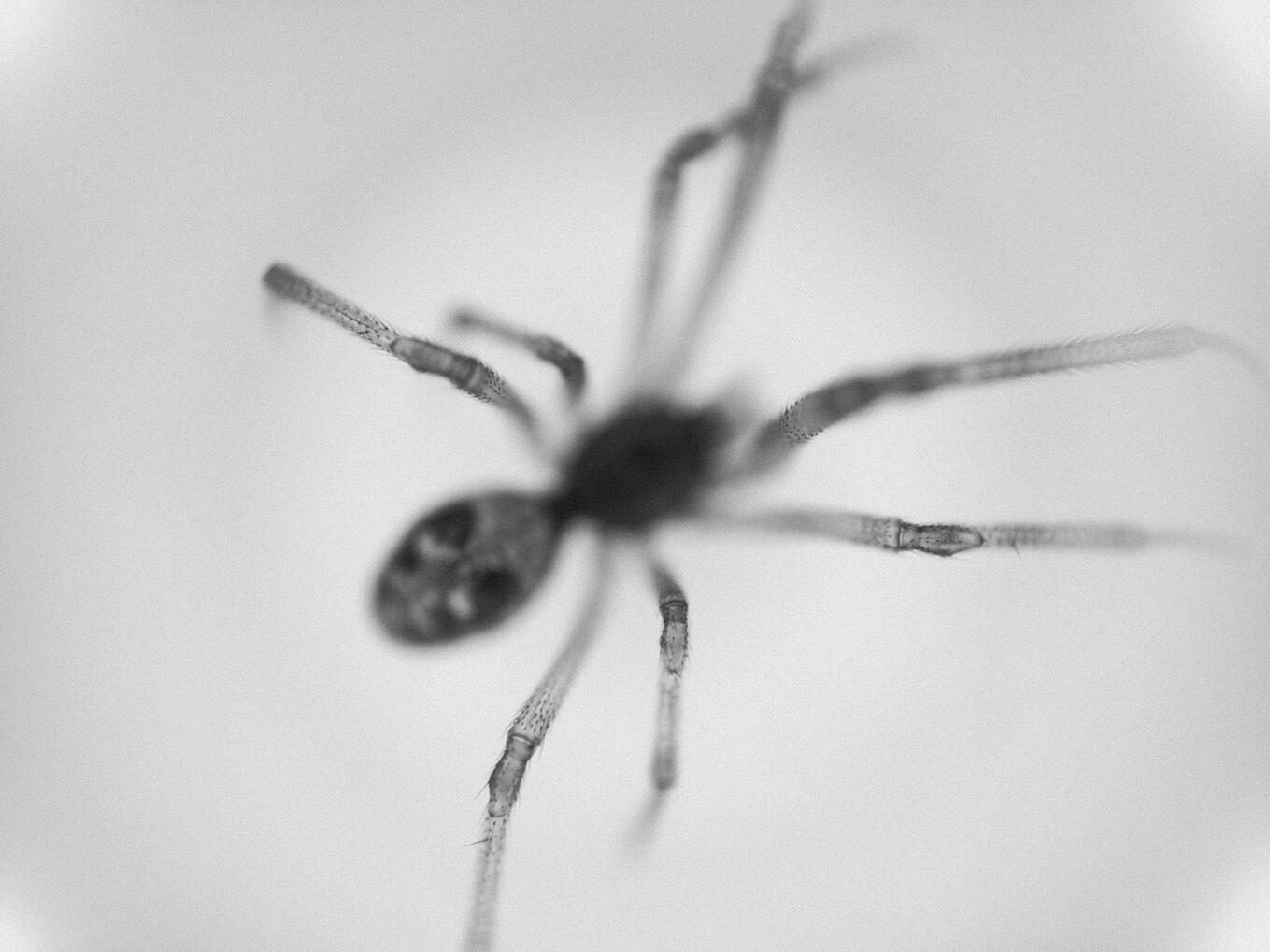 2025 iPhone 14 Pro with macro lens